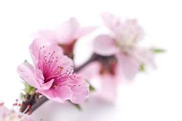 Fototapeta na wymiar Peach blossom isolated on white background.