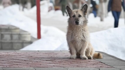 stray homeless dog sitting in front of the grocery store entrance waiting for food. the problem of homeless pets outdoors