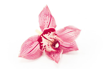 Fototapeta na wymiar Pink Orchid Isolated on White Background