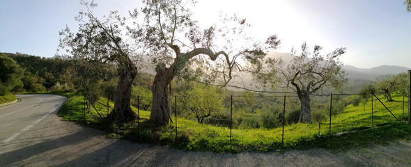 Olivenbäume in den Bergen der Madonie, Sizilien, Italien Panorama