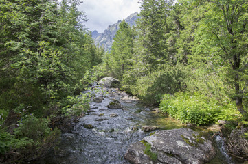 Mountain stream Krupa in Tatra mountains, Slovakia