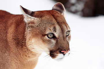 Beautiful Portrait of a Canadian Cougar. mountain lion, puma, panther, Winter scene in the woods. wildlife America