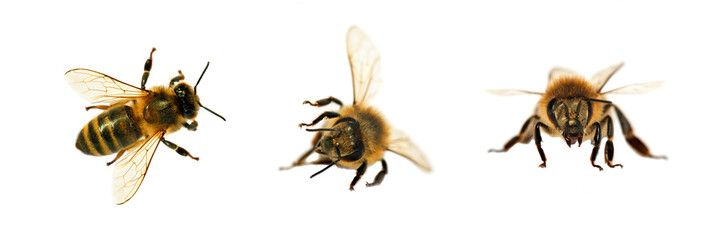 group of bee or honeybee in Latin Apis Mellifera