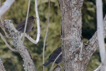 Oiseau en Hivers - 05