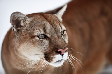 Fototapeta na wymiar Beautiful Portrait of a Canadian Cougar. mountain lion, puma, panther, Winter scene in the woods. wildlife America