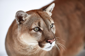 Beautiful Portrait of a Canadian Cougar. mountain lion, puma, panther, Winter scene in the woods. wildlife America