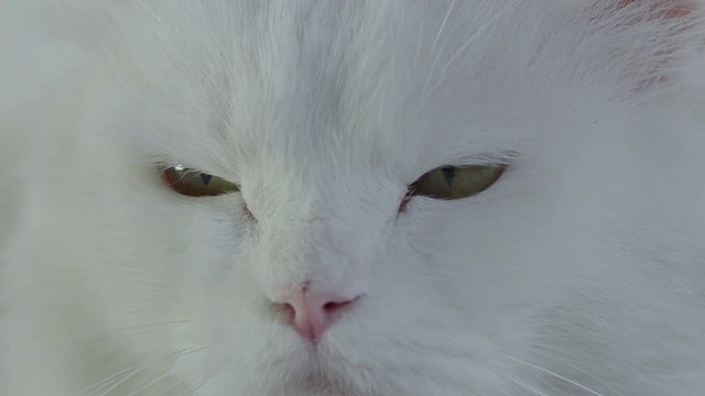 Close-up portrait of very beautiful white cat with beautiful eyes. Shot on RED EPIC Cinema Camera.
