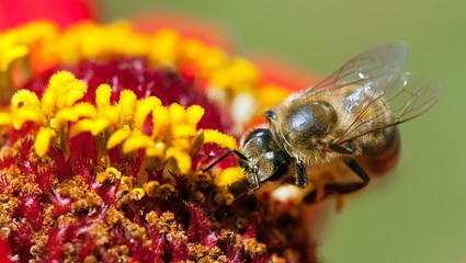 bee or honeybee in Latin Apis Mellifera