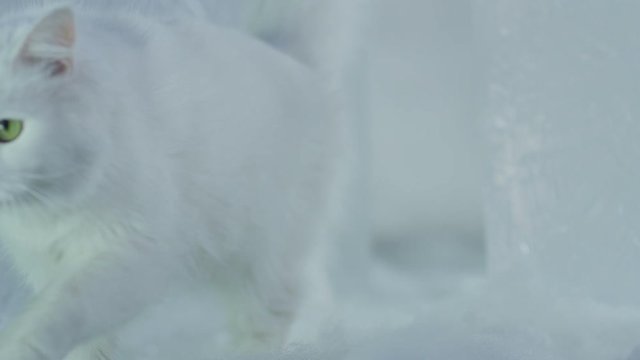 Very beautiful white purebred cat walking on white background. Shot on RED EPIC DRAGON Cinema Camera.