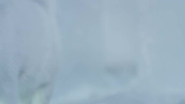 Very beautiful white purebred cat walking on winter background. Shot on RED EPIC DRAGON Cinema Camera.