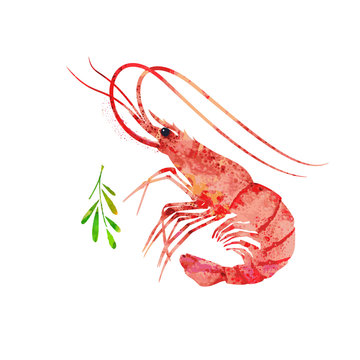 Red prawn or shrimp, watercolor illustration. Seafood picture. 