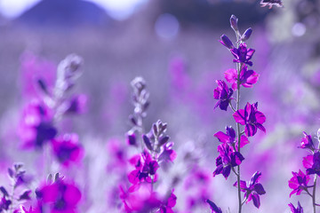 Naklejka na ściany i meble purple wild flowers
