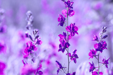 Fototapeta premium purple wild flowers