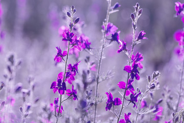 Naklejka premium purple wild flowers
