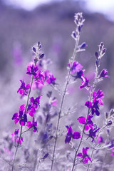 Naklejka premium purple wild flowers