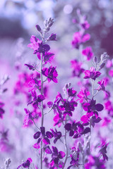 purple wild flowers