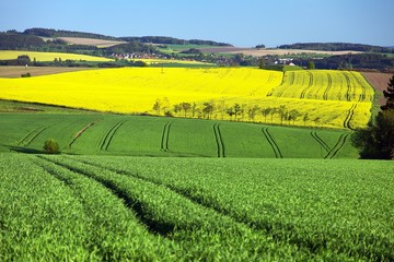 springtime landscape, field of rapeseed and cereal