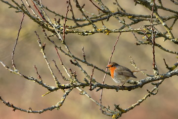 Rotkehlchen im Frühling