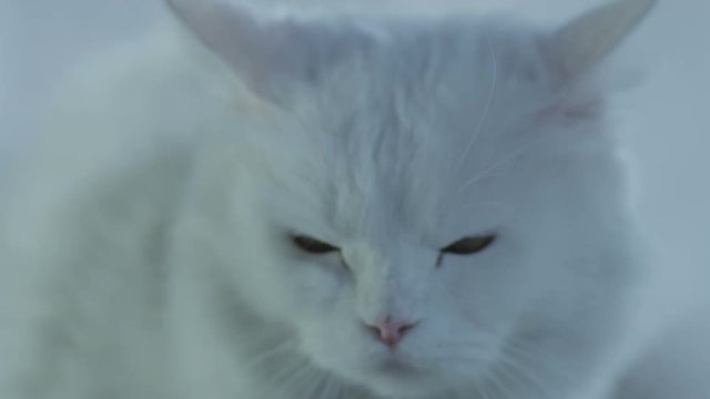 Very beautiful white cat . 