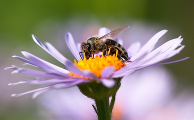 bee or honeybee in Latin Apis Mellifera on flower