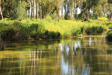 Reflection of trees in water