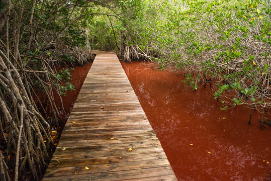 Fototapeta Leon Levy Plant Preserve, Eleuthera, Bahamas