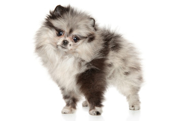 Zwerg Spitz on white background
