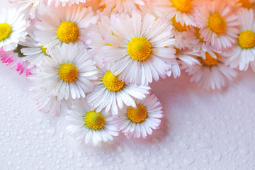 Obraz premium Selective focus of daisy flowers vintage color style for nature background