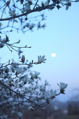 辛夷の花と朧月