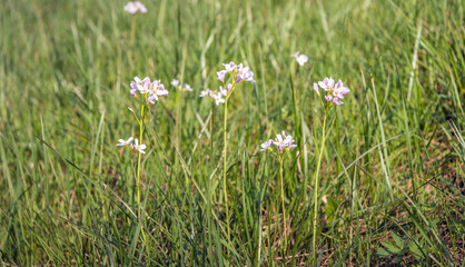 Fototapeta premium Blooming cuckooflowers from close