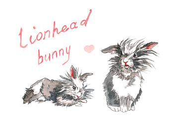 Two fluffy lion-head rabbits: one bunny is lying on the floor, the other bunny is sitting straight.