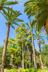 Naklejka premium Jardines de Alfabia, Mallorca. High Palm trees in blue sky. Alfabia Gardens, Mallorca, Balearic Islands, Spain. Travel destination concept