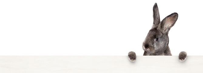 Osterhase