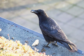 A carrion crow eating some bread, Strasbourg, France.