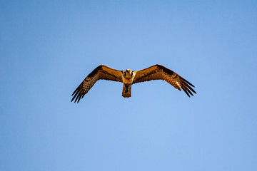 An airborne osprey with its wings spread in flight