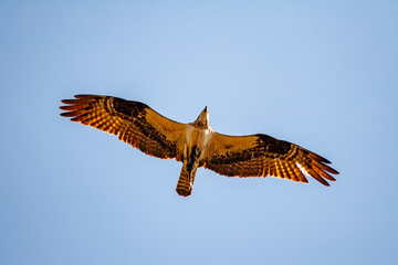 An airborne osprey with its wings spread in flight