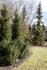 Spring day in the garden, grass view and ornamental spruce, trees without leaves. Two fir trees in close proximity.