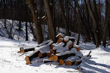 Heap of felled wood in the forest