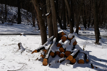 Heap of felled wood in the forest