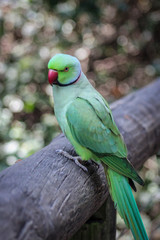 Rose-ringed parakeet (Psittacula krameri) sitting on a log