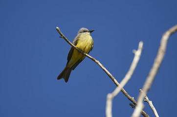 Tropical Kingbird (Tyrannus melancholicus), perched in a tree Jocotopec, Jalisco, Mexico