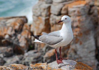 Hartlaub's gull (Chroicocephalus hartlaubii)