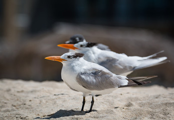 Royal Terns - Thalasseus maximus - Gang Resting On The Beach