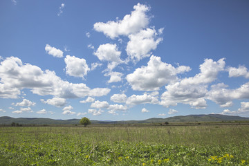 Countryside landscape at spring with field and mountain in the background and blue sky and fluffy white clouds, Croatia