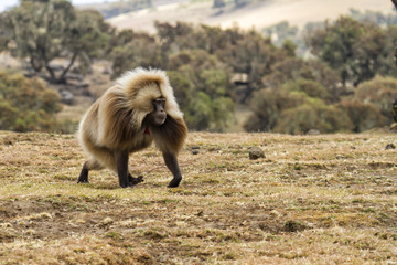 Gelada babaoon in the Simien Mountains National Park in Ethiopia