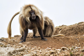 Gelada babaoon in the Simien Mountains National Park in Ethiopia