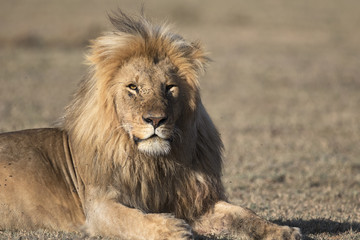 Fototapeta premium African lion portrait in the wild