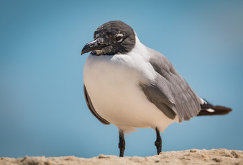 Laughing Gull  - Larus atricilla - Close -Up