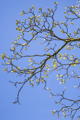 Close up on branches of a tree with bud and young leaves with blue sky