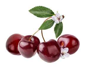 Fresh cherry with leaf isolated on white background with clipping path